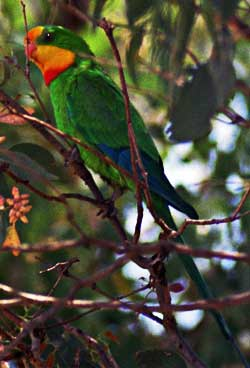 Superb Parrot